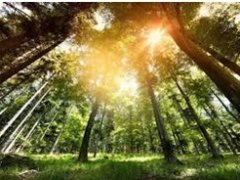 Wyniki konkursów w ramach szkolnego projektu ekologicznego  „Drzewa – cuda natury”