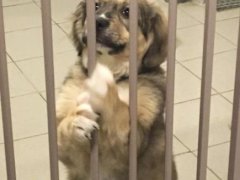 Wizyta w Schronisku dla Bezdomnych Zwierząt