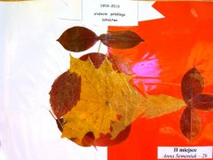 „Liściaki – urządzenia latające”