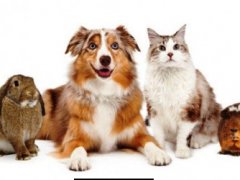 Światowy Dzień Zwierząt w naszej szkole - akcja SU