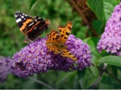 Akcja „Posadź drzewko dla pokoju